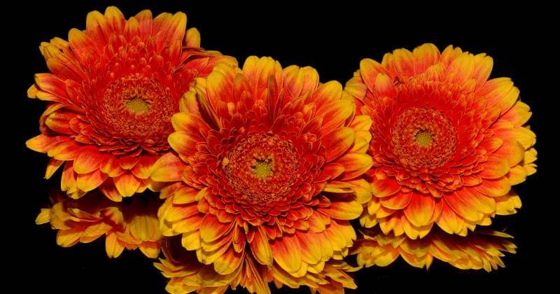 Pixabay/corinaselberg