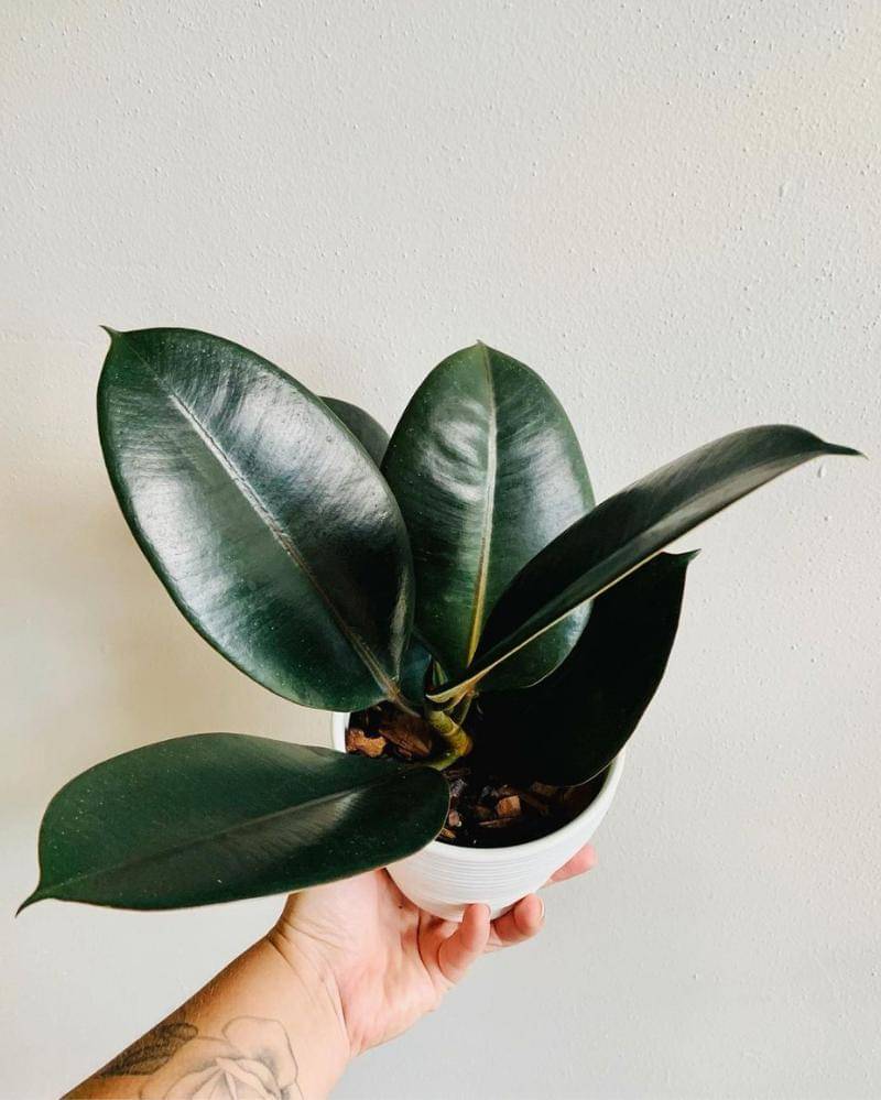 Instagram.com/onlyplantfans_