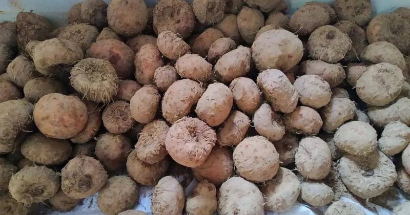 Instagram.com/juraganporang33