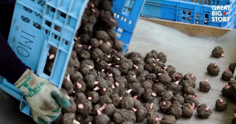 Youtube.com/Great Big Story