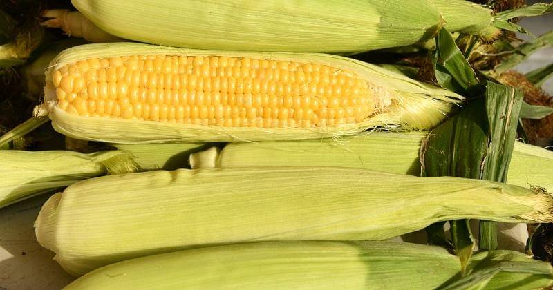 Unsplash/Shelley Pauls