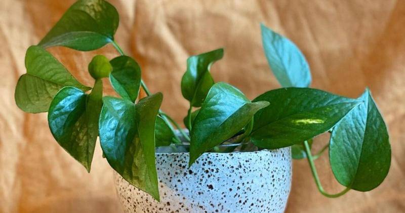 Instagram.com/simonekentley