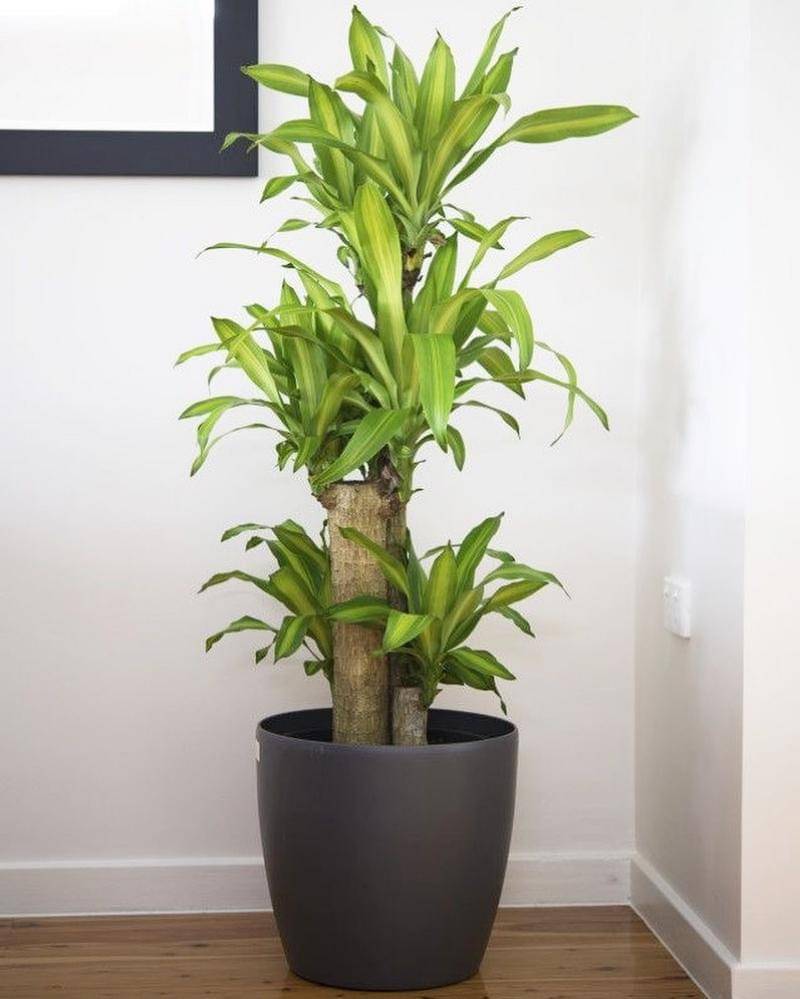 Instagram.com/greenerybyrams