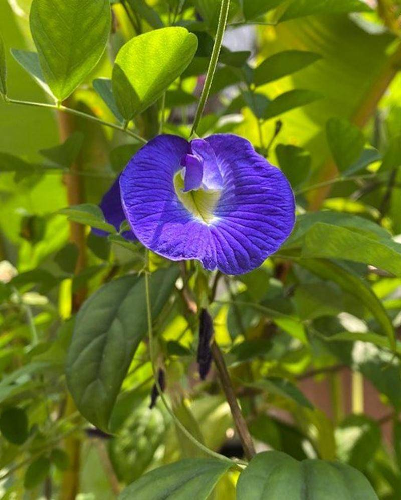 Instagram.com/n_rashimah