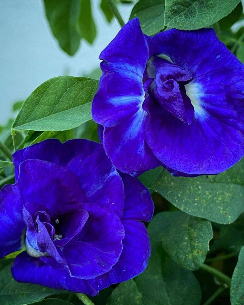 Instagram.com/sparrow_tweets