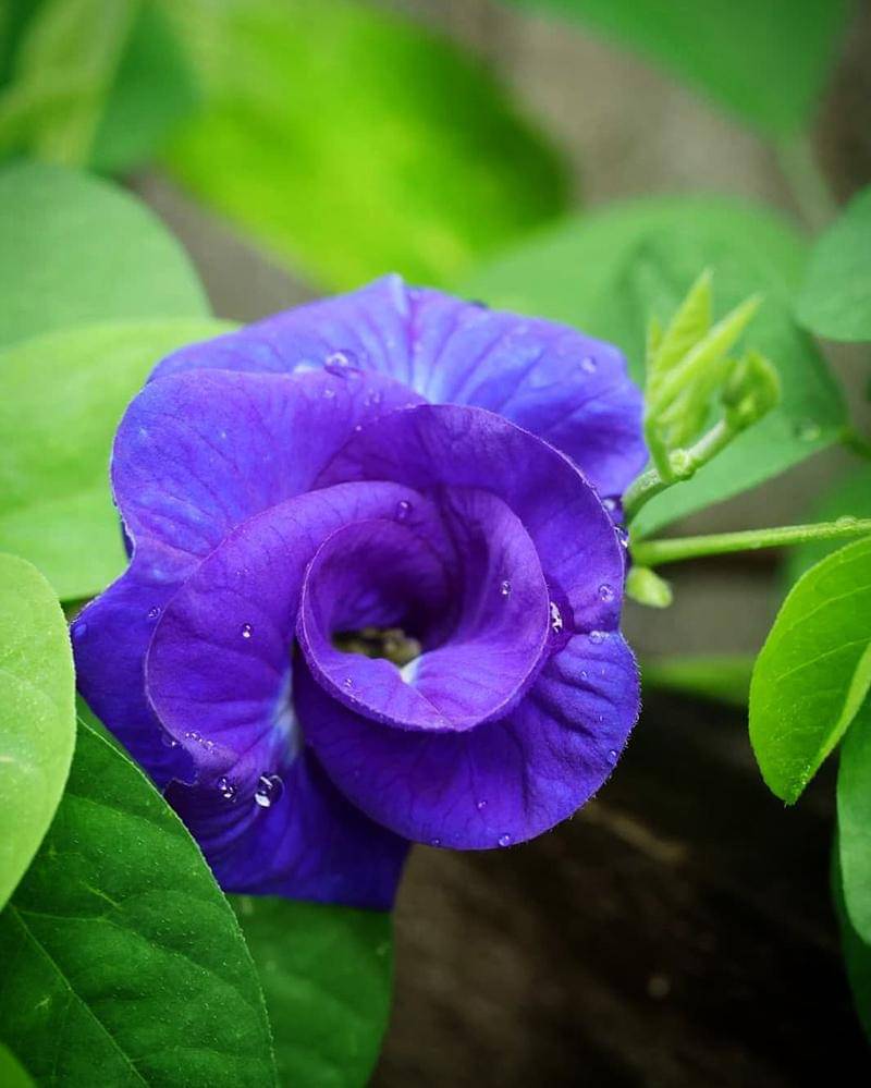 Instagram.com/alizajaafar