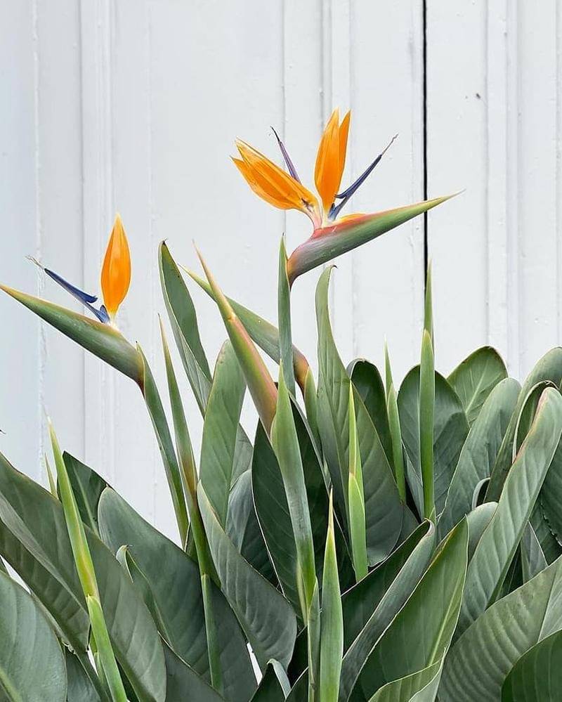 Instagram.com/iranplantoriginal