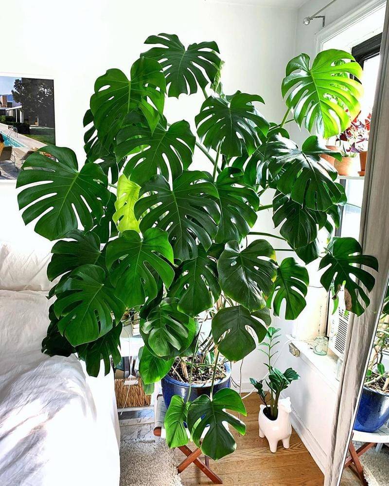 Instagram.com/monsteraworld