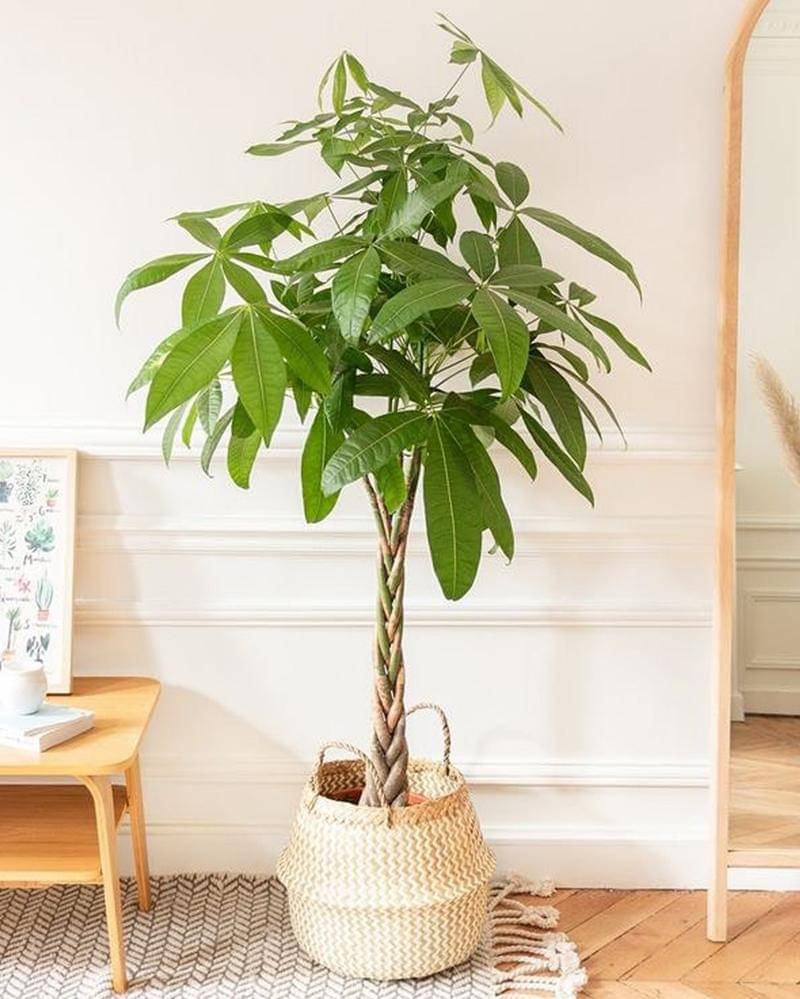 Instagram.com/green.house199