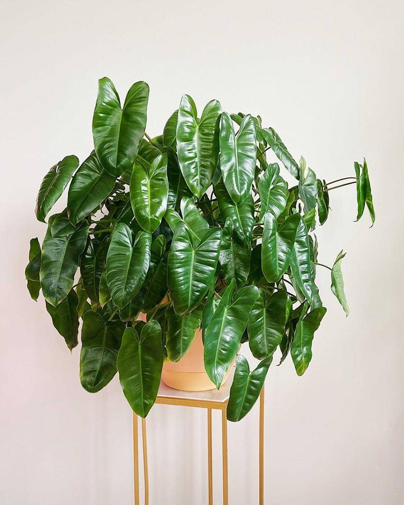 Instagram.com/juls.jungle