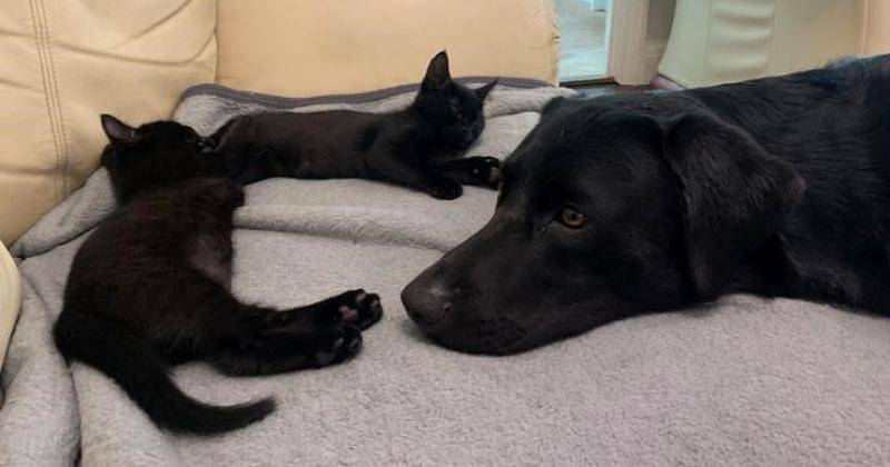 Pawtfolio.battersea.org.uk