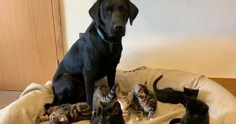 Pawtfolio.battersea.org.uk