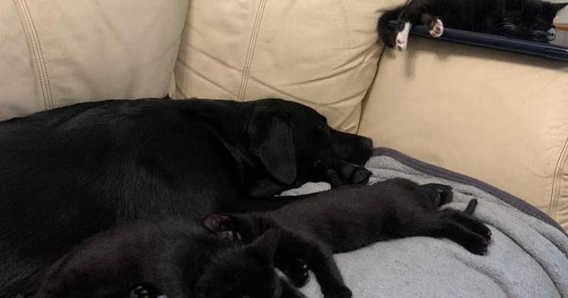 Pawtfolio.battersea.org.uk