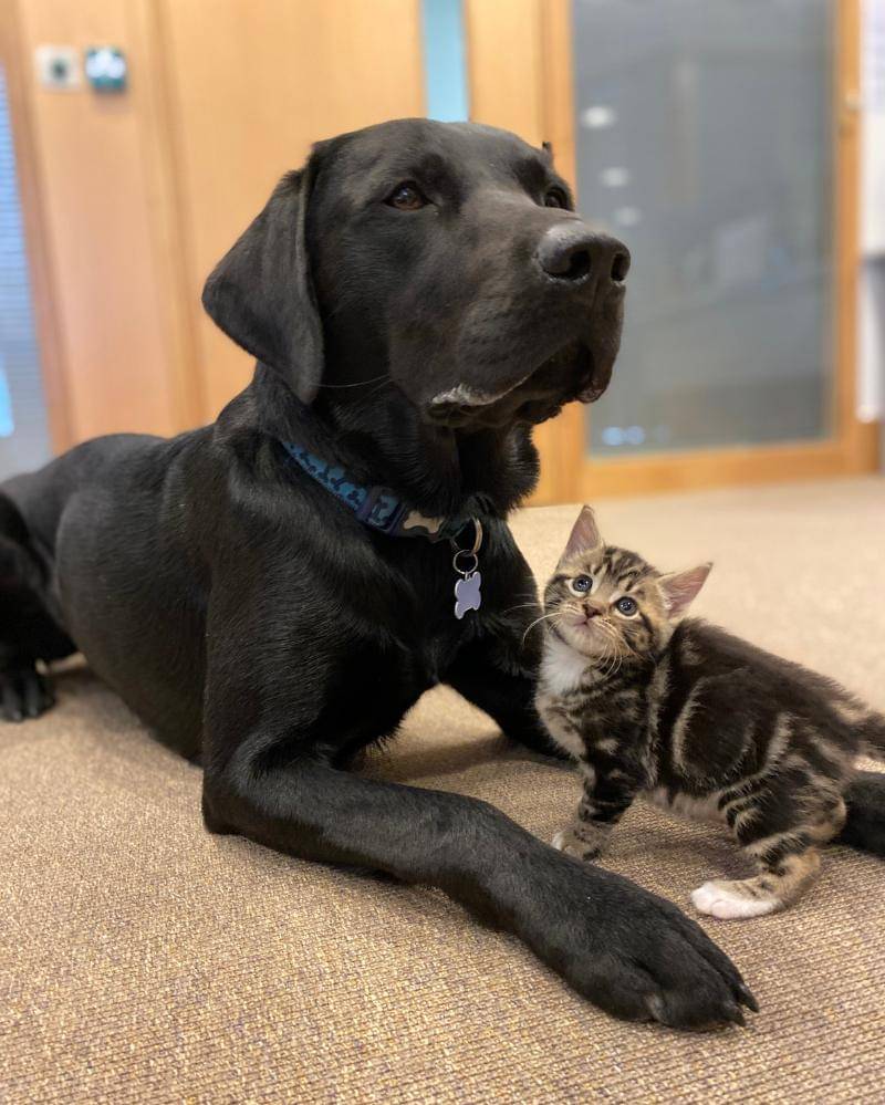 Pawtfolio.battersea.org.uk