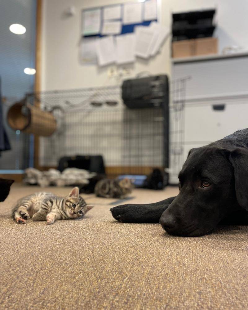 Pawtfolio.battersea.org.uk