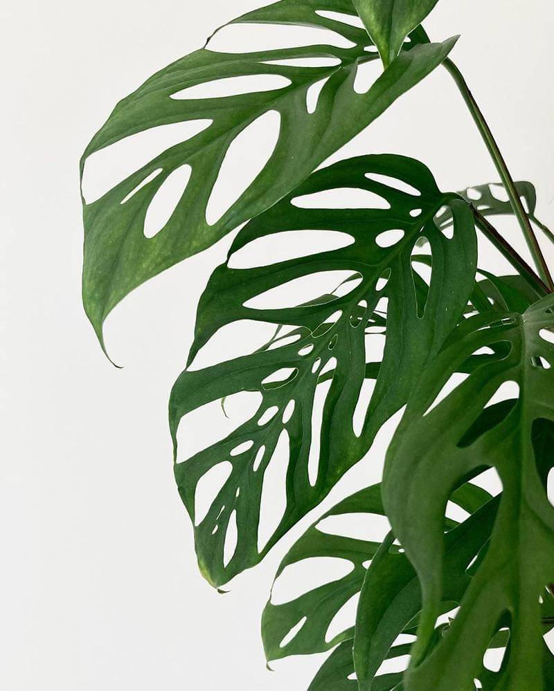 Instagram.com/potsandplants.sg