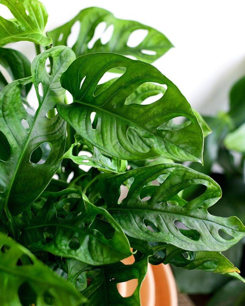 Instagram.com/foliacollective