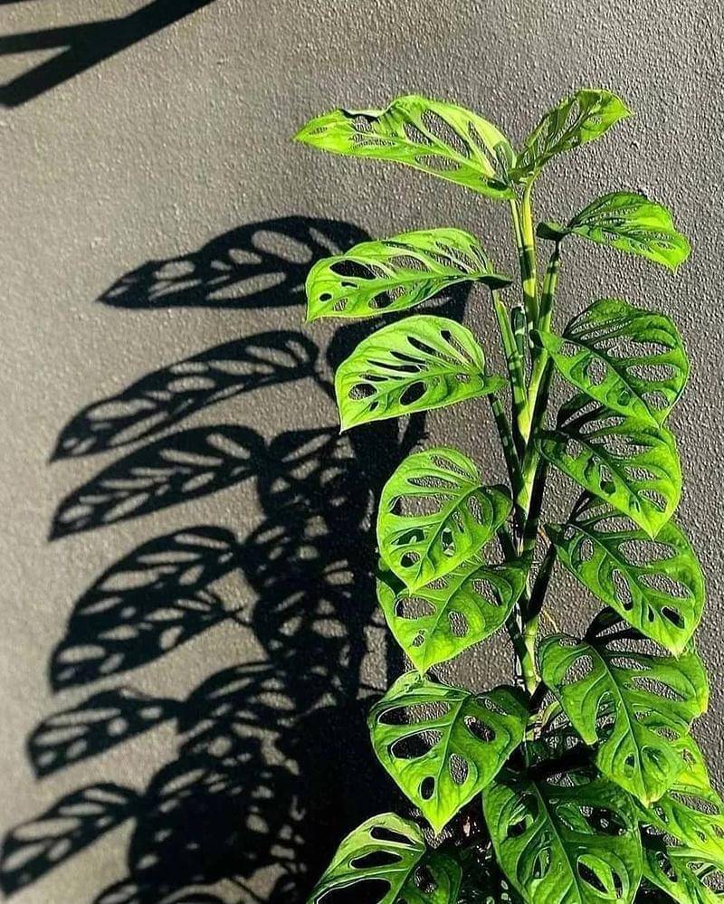 Instagram.com/atriumplants