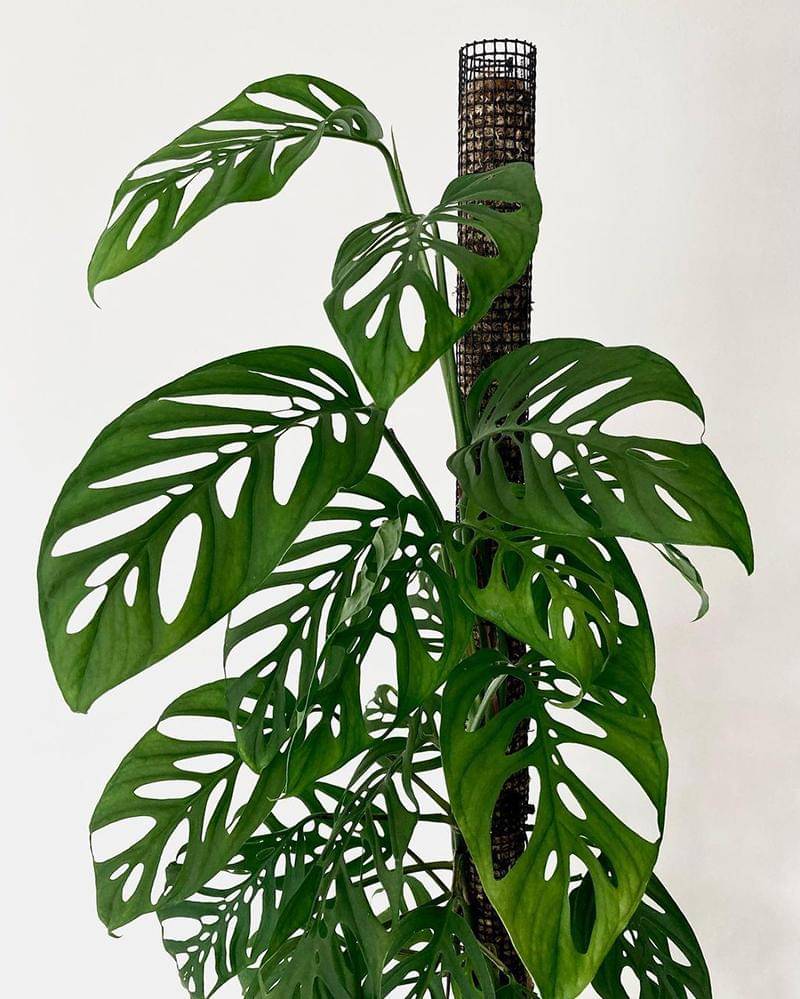 Instagram.com/potsandplants.sg