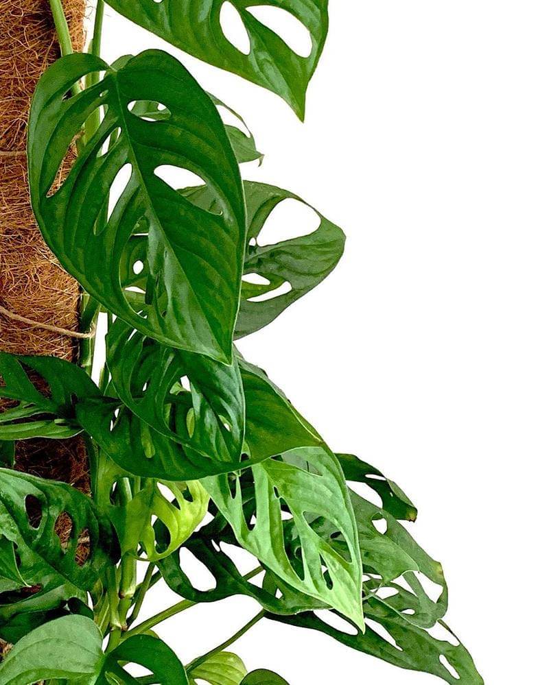 Instagram.com/northernfoliage