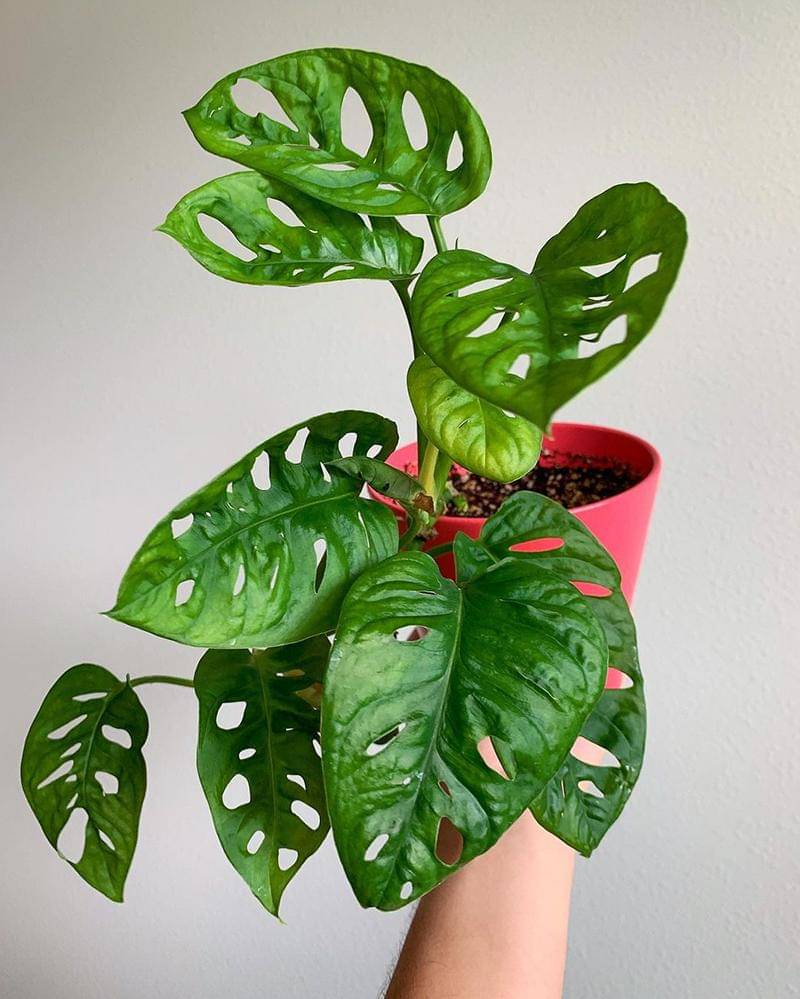 Instagram.com/ihugplants