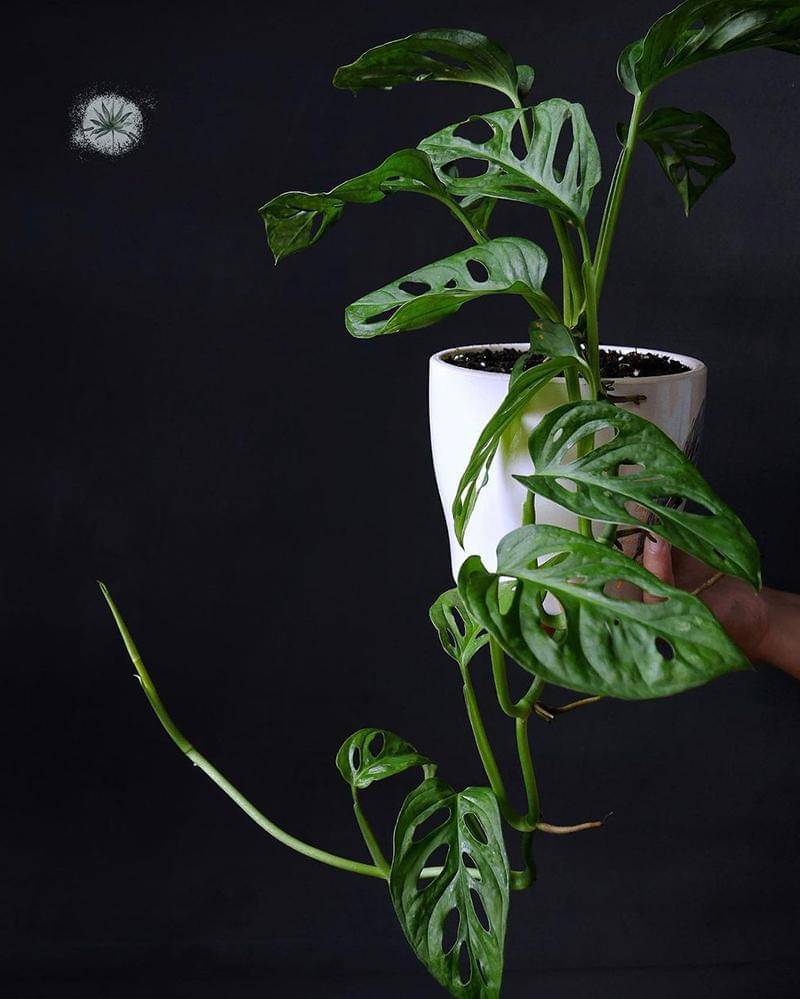 Instagram.com/whispofwillow