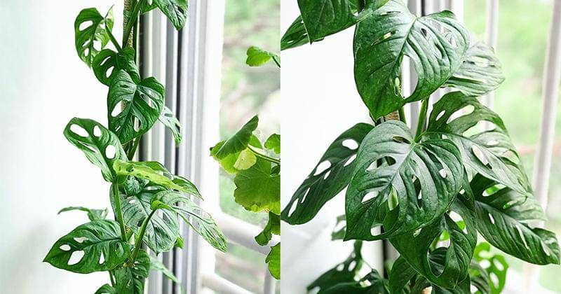 Instagram.com/euneun_leaf