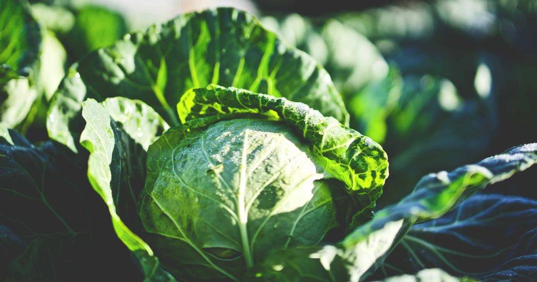 Unsplash/Clint McKoy