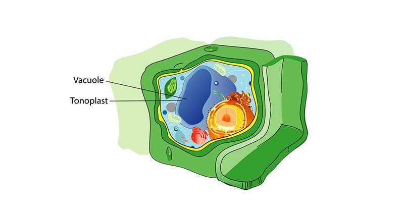 Commons.wikimedia.org