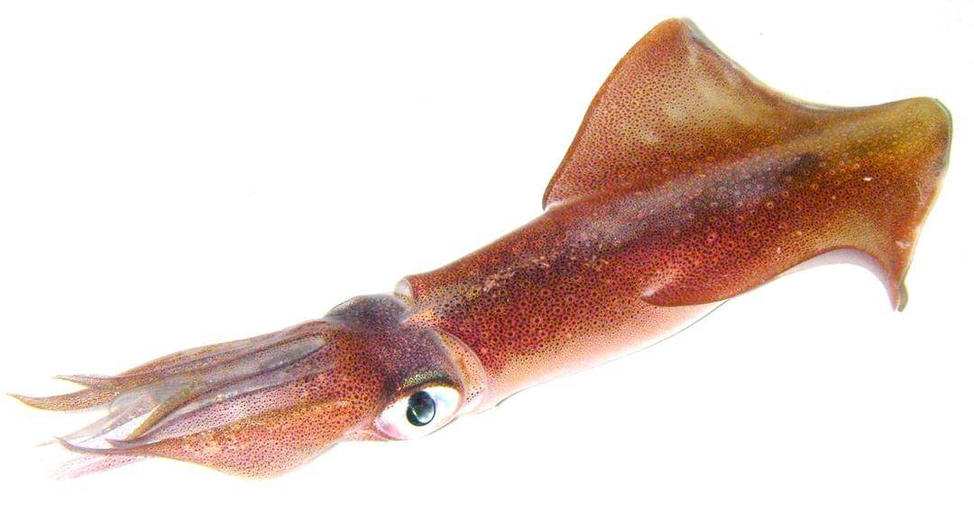 europeantrackingnetwork.org