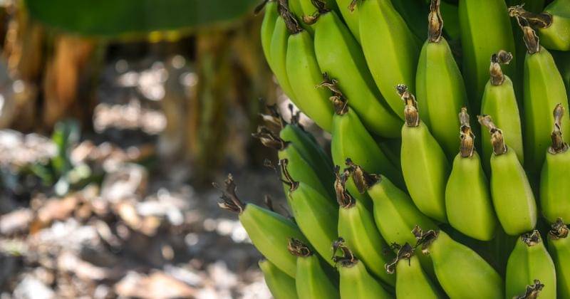 Pexels/Arminas Raudys