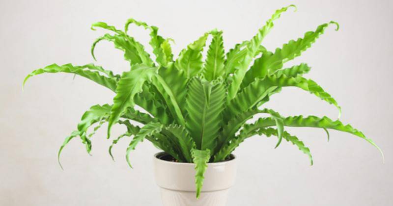 indoorplantcenter.com