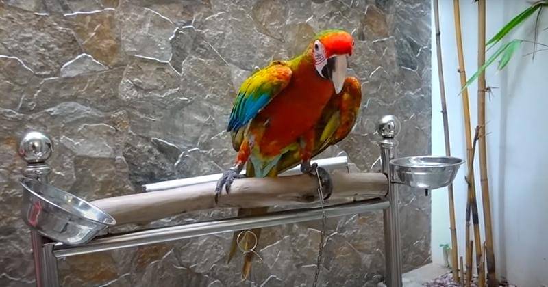 Youtube.com/Natasha Wilona