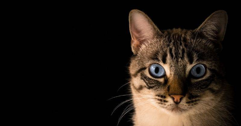 Unsplash/Pacto Visual