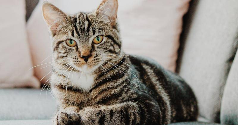 Unsplash/Erik-Jan Leusink