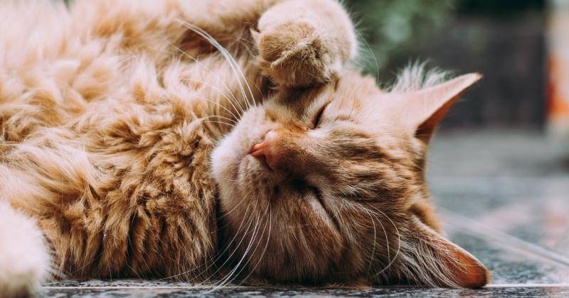 Unsplash/Ludemeula Fernandes