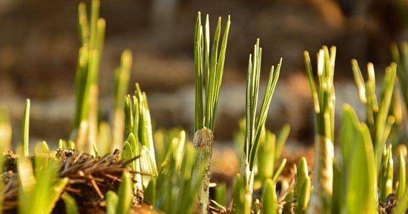 Pixabay/Peggychoucair