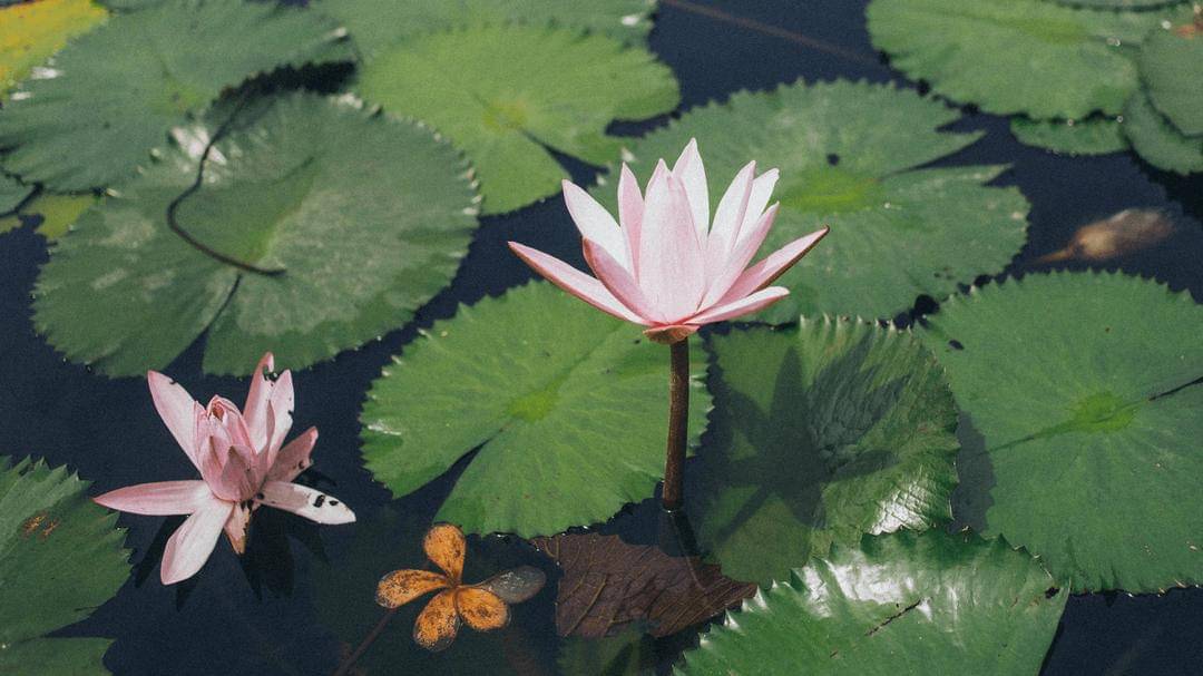 Pexels/elina-sazonova