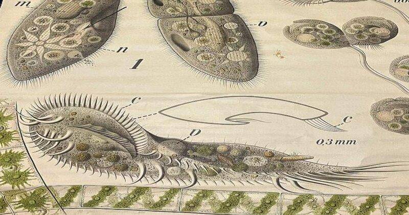 Instagram.com/plasiaspis