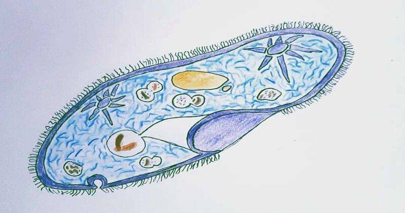 Instagram.com/sanul.artlab