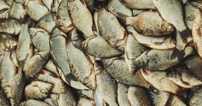 Pexels/ArtHouse Studio