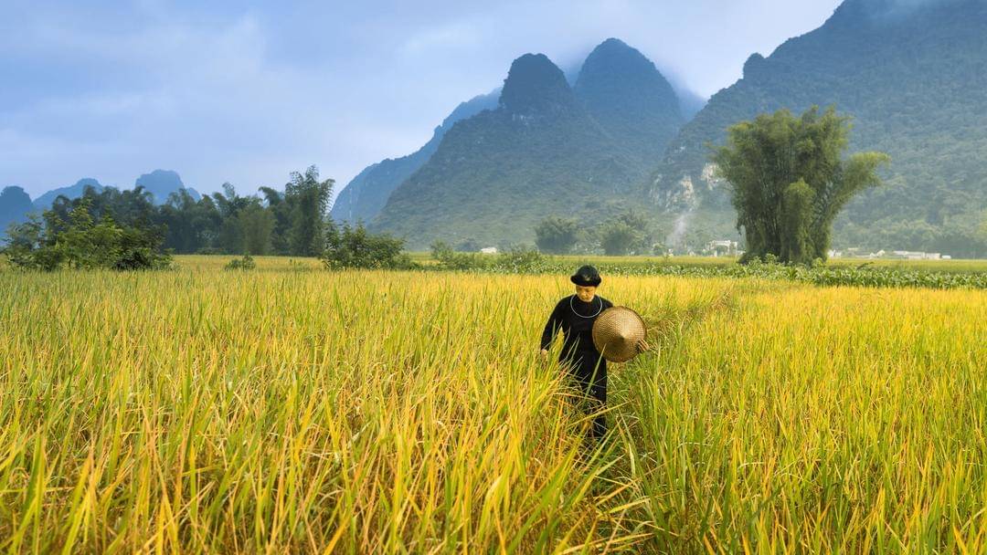 Pexels/quang-nguyen-vinh-222549