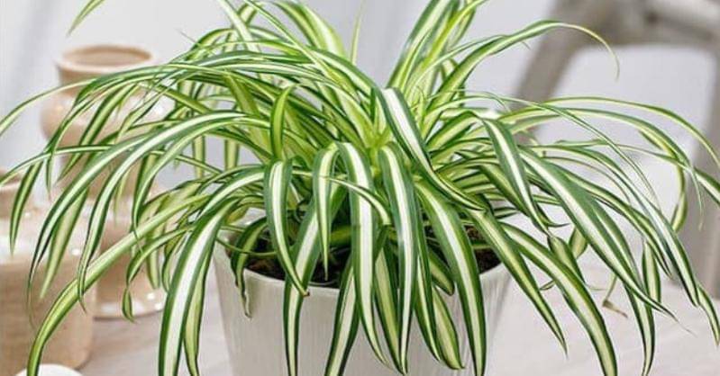 Shopee.co.id/habitatnursey