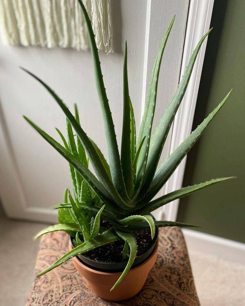 Instagram.com/xios_garden