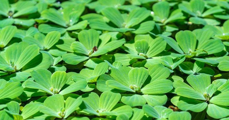 gardeningknowhow.com