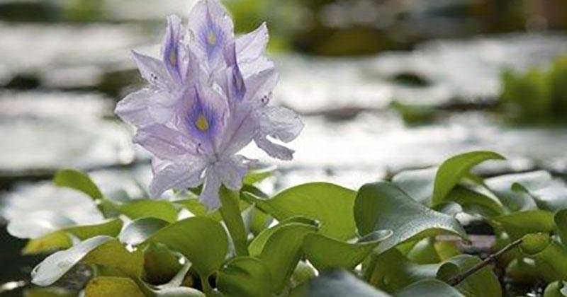 gardeningknowhow.com