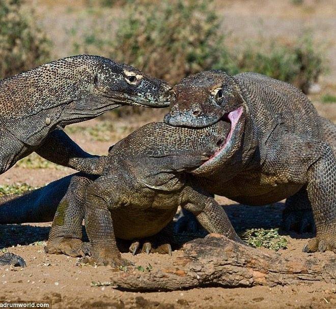 Instagram.com/komododragons