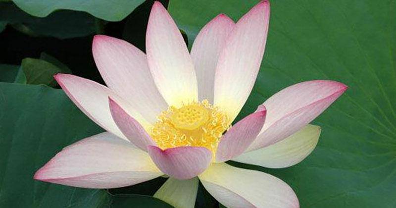 powo.science.kew.org