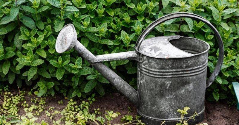 Pexels/karolinagrabowska