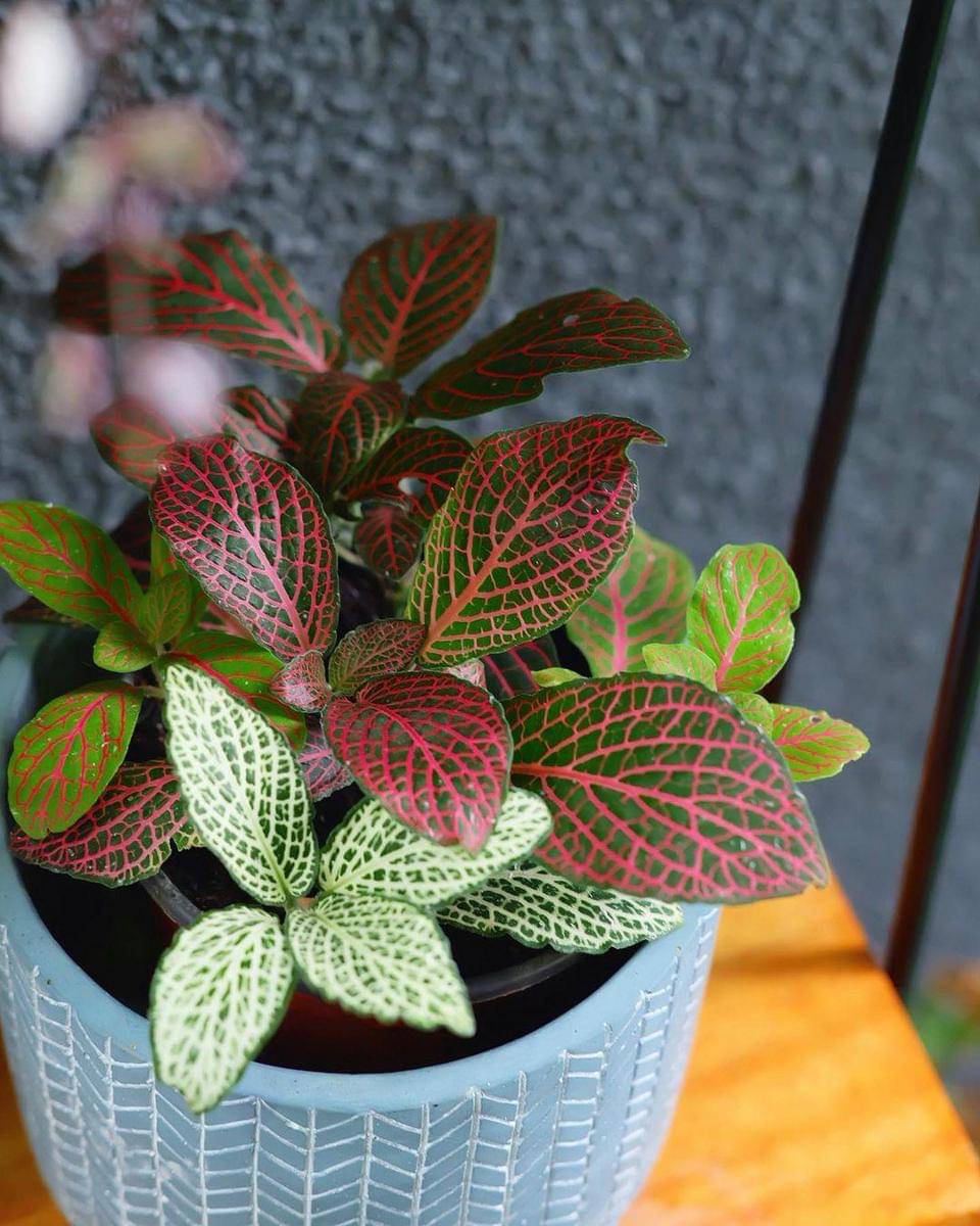 Instagram.com/nadinelist